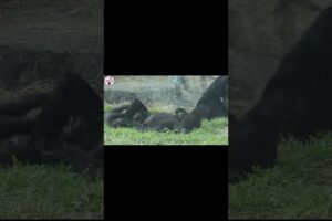 #gorilla fun playing #ゴリラ #taipeizoo #ringo #jabali #shorts