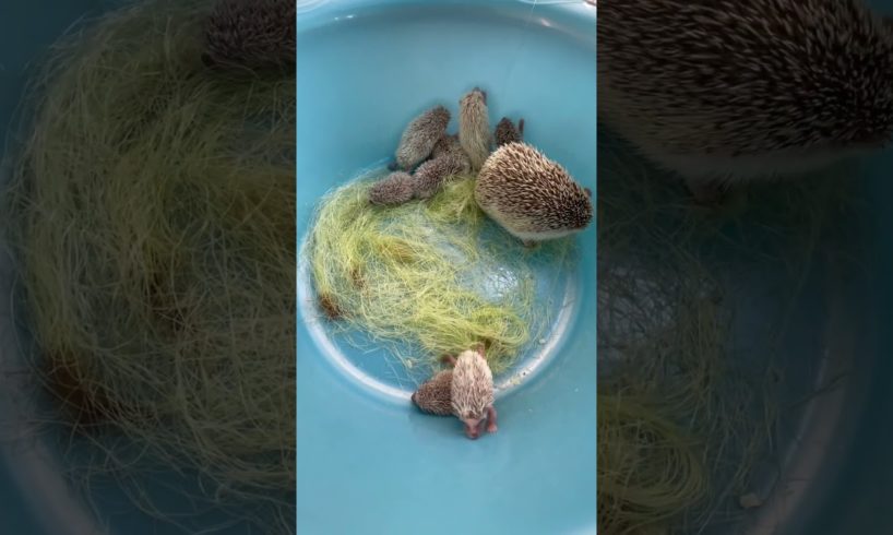 he happy happy playing with mommy #mommybaby #animals #hedgehoglover #cute