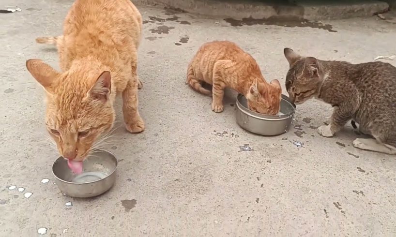 kitten Hungry | kittens are very excited for milk | @MrBeast