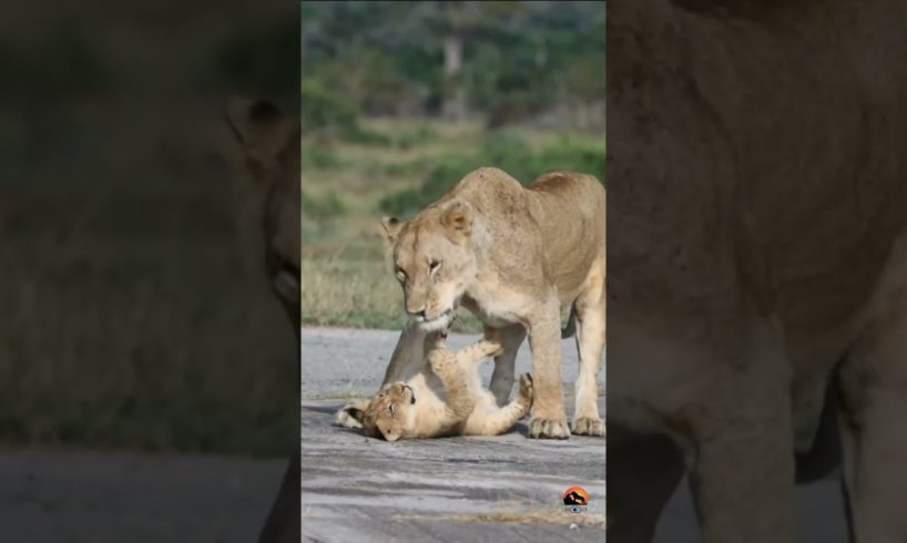 #lioness and cubs playing. Precious moment of lions family. #wildlife #animals #lion #lioness