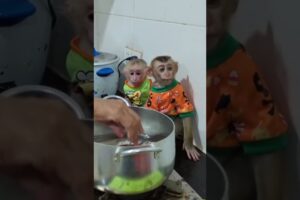 #monkeyplay #monkeymonny #monkeyboy #babyanimal #monkeybab #babymonkey #cute #animals #monkey05