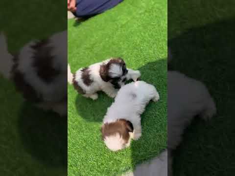 shihtzu cutest puppies ready to move  8527980542 delhi ncr at guenine prices call or WhatsApp