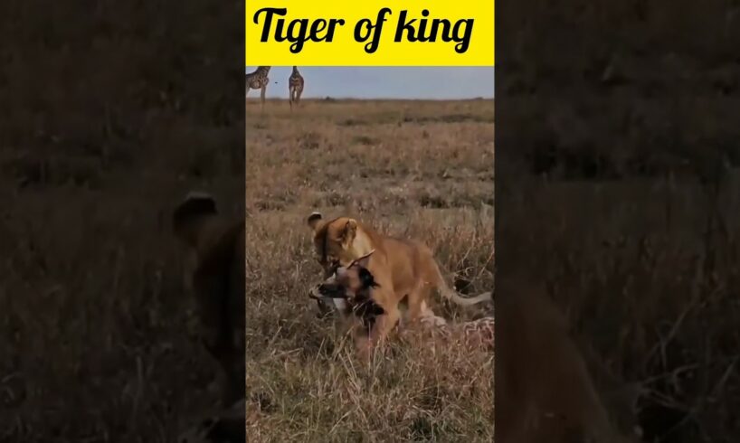 tiger attack animal #shortsfeed #shortvideo #foryou