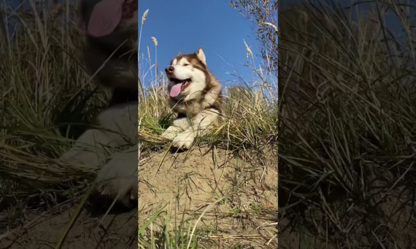 Малый повзрослел. Аляскинский маламут. #tiktok #shorts #alaskanmalamute #husky #animals