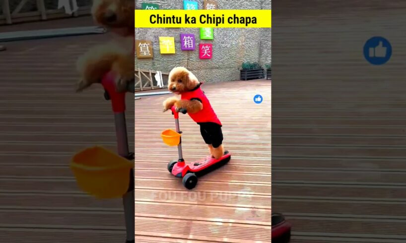 चिंटू का स्कूटर 🥰 Cutest puppy funny shorts #cutepuppy #pettoy #puppyrace