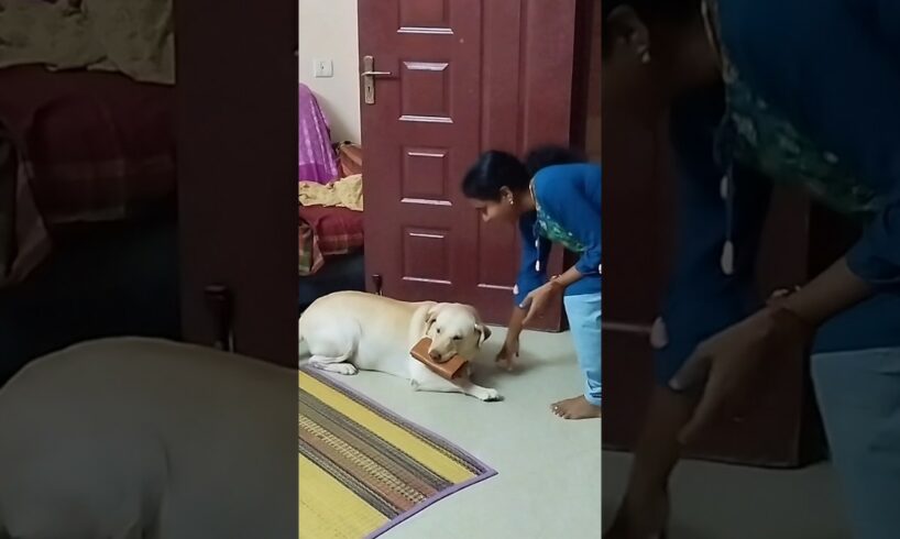 🔥இப்ப நான் என்ன பண்றது🤔 💥🥰 #shorts #dog #doglover #pets #funny #petlover #shortsviral #cute #puppies