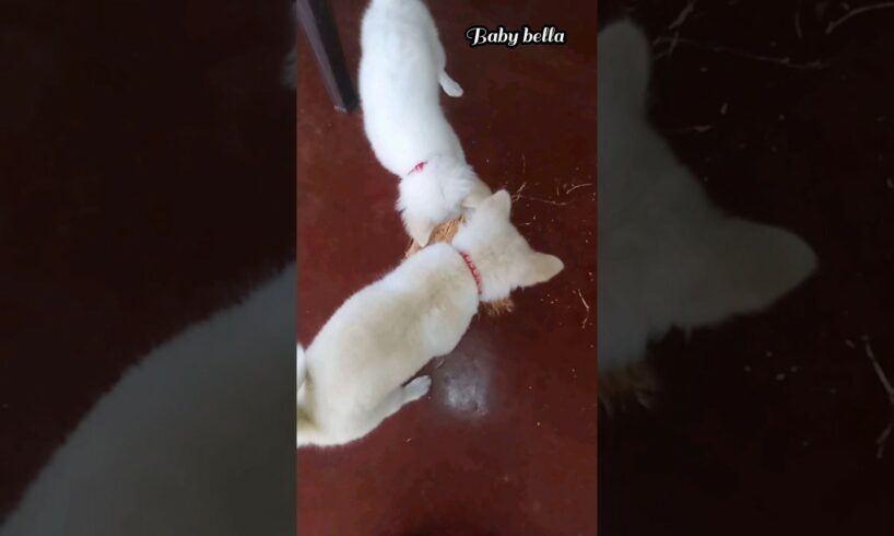 එමි ටයිනි ලොකු වැඩක් 🐕 cute puppies Emi and Tiny 🐕 #cuteanimals #puppies @babybella4879