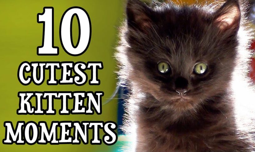 10 Cutest Kitten Moments