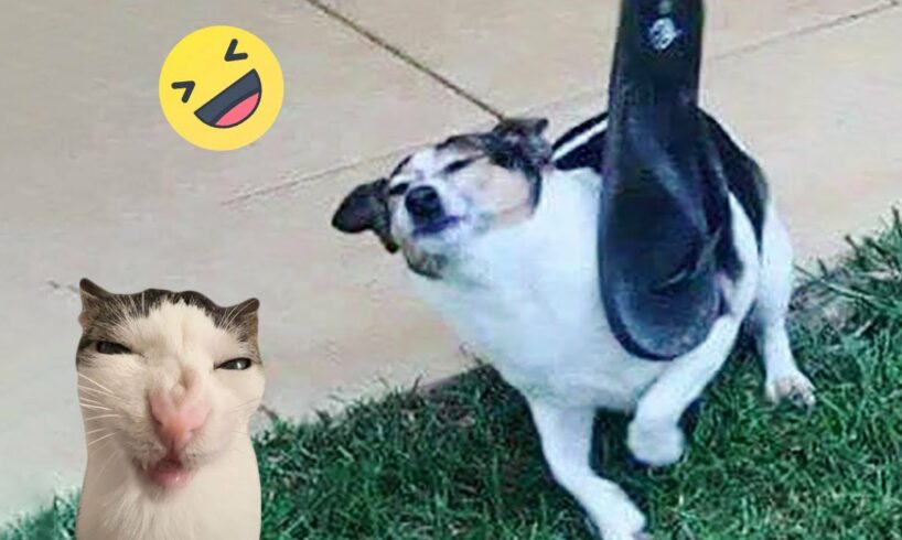 Funniest Cats And Dogs Videos 😁 - Best Funny Animal Videos 2024 🥰#10