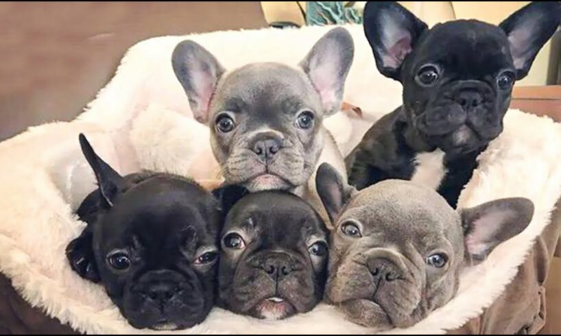 Funny And Cute French Bulldogs 🤣 | BEST Compilation 2024 #2