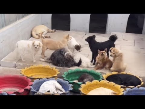 Cute Dog Collection, The World’s Cutest Puppies 🐶, Cutest Dogs Video Compilation Ever