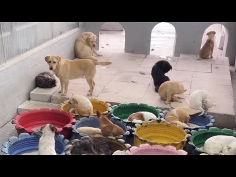 Cute Dog Collection, The World’s Cutest Puppies 🐶, Cutest Dogs Video Compilation Ever