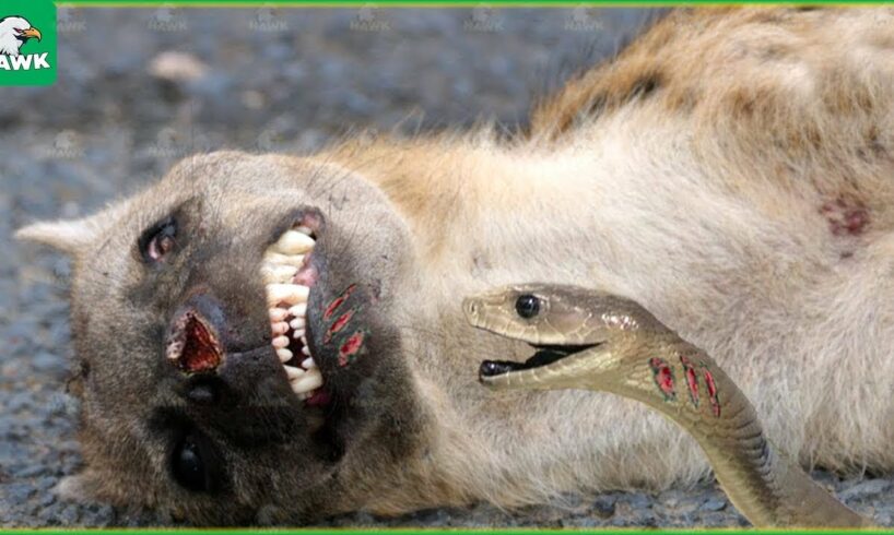 28Tragic Moments! Hyenas Suffer Pain When Hit By Snake Venom | Animal Fight