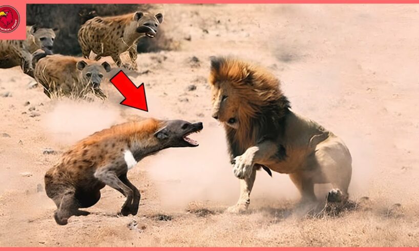 30 Tragic Moments! A Hyena Hunts Without Fear Of Any Opponent | Animal Fight