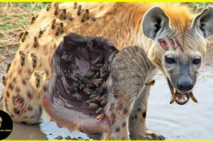 35 Tragic Moments! Injured Hyena Fighting Vs Wild Animals | Animal Attack