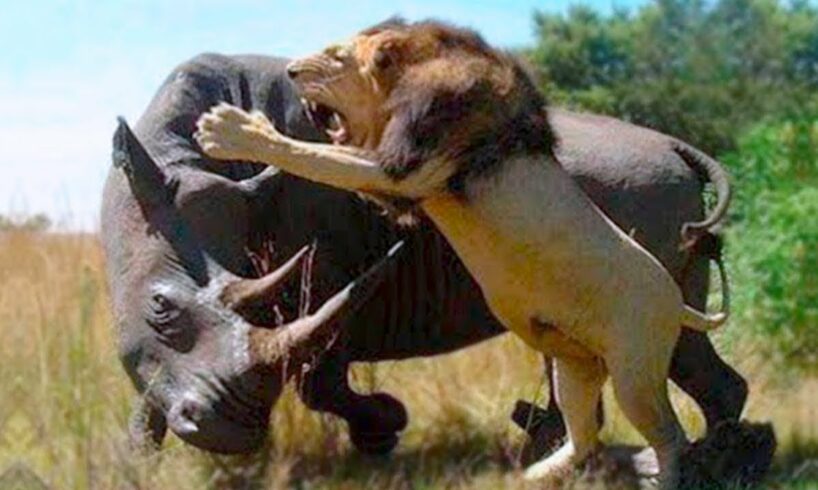 50 CRAZIEST ANIMAL FIGHTS CAUGHT ON CAMERA