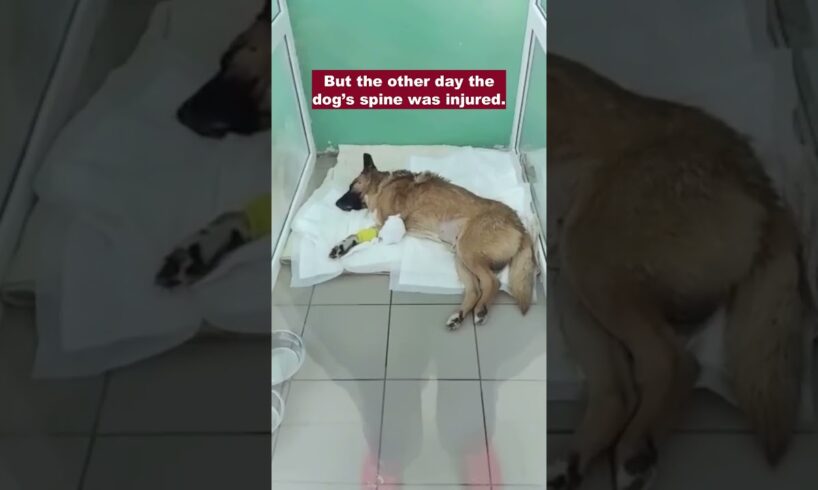 Abandoned dog fought against severe trauma for years