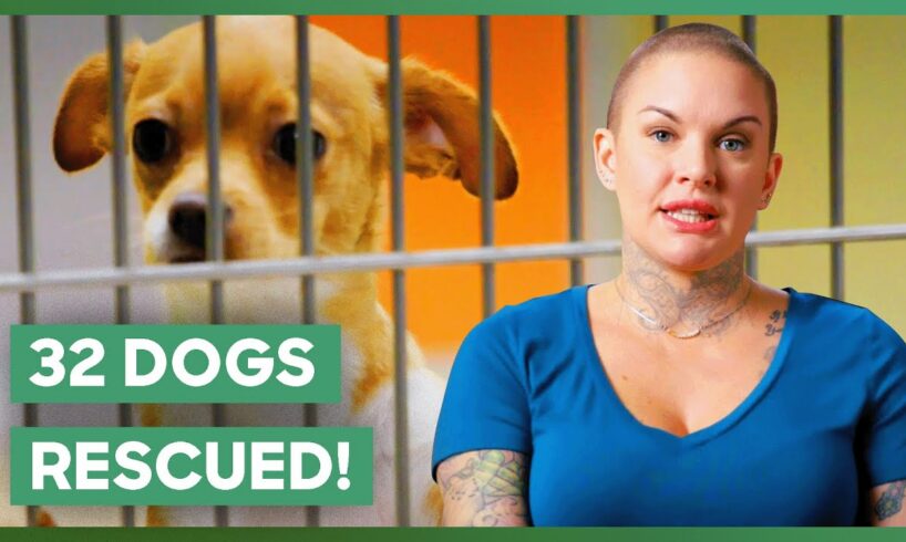 Amanda Rescues 32 Dogs!  | Amanda To The Rescue