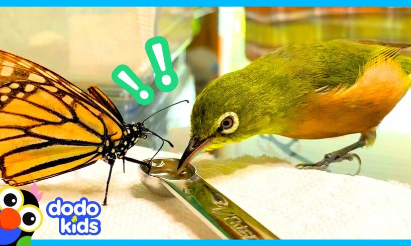 Anything Can Happen When You Live In A House Full Of Birds | Animal Videos For Kids | Dodo Kids