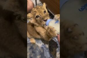 Baby lion cubs 🦁🥰 #shorts #animals #pets #wildlife #cute #cat #dog #cuteanimals #lion #cub