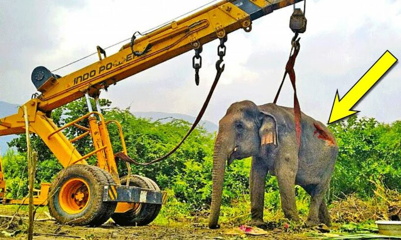 Backhoe SAVES injured Elephant | Rescue Animals