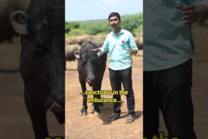 Buffalo rescued from Trichy #animalrescue #rescued #animals #buffalo #animalsanctuary #viral