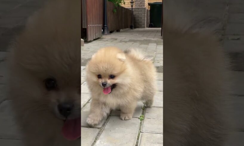 CUTEST PUPPIES 🐶 EVER #dog #doglover #dogs #puppy #pets #pet #shortvideo #viral #viralvideo #shorts