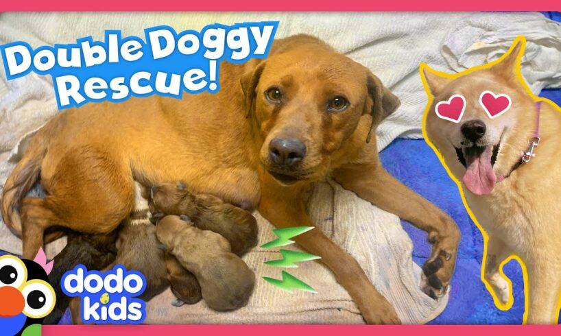 Can Rescue Heroes Save All These Stray Dogs? | Rescued! | Dodo Kids