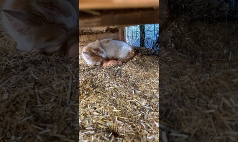 Cat Curls Up With Chicken Eggs 🥺❤️