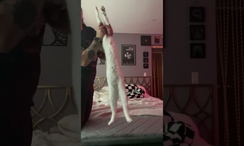 Cat loves to be stretched 🤣🥰 (🎥: Collab)