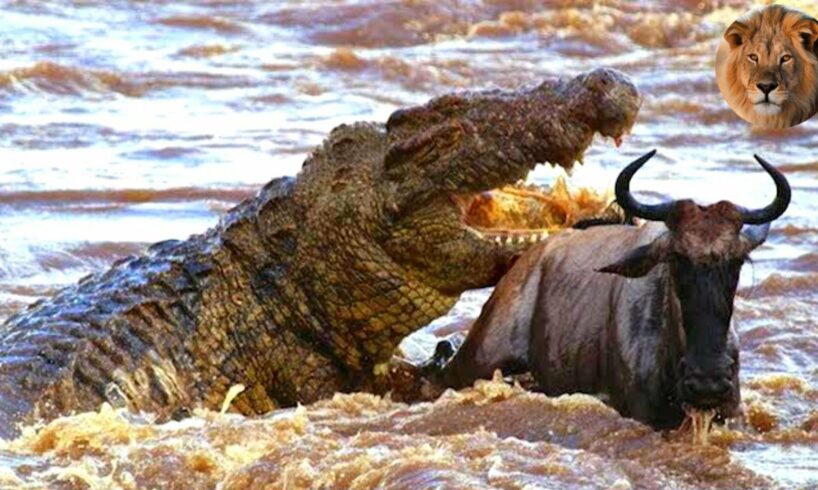 Crocodile attack wildbeast | Crocodile vs wildbeast | African animals fighting | animal documentary