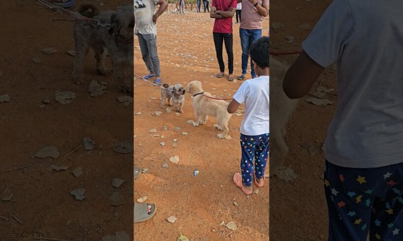 Curious CUTE PUPPIES 🐶  #dog #dogs #doglover #animal #animals #pet #pets #puppy #subscribe #life