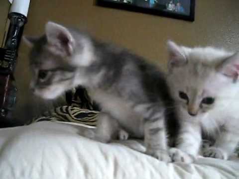 Cute Kittens Crying