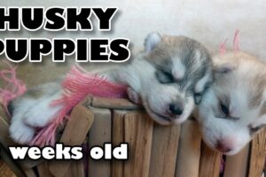 Cute Puppies Playing - 2 week old Huskies