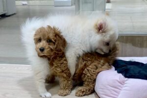 Cute Puppies play time in the pet shop #pets #puppy #dog #犬 #cachorro #anjing #cute #kawaii #real