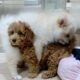 Cute Puppies play time in the pet shop #pets #puppy #dog #犬 #cachorro #anjing #cute #kawaii #real