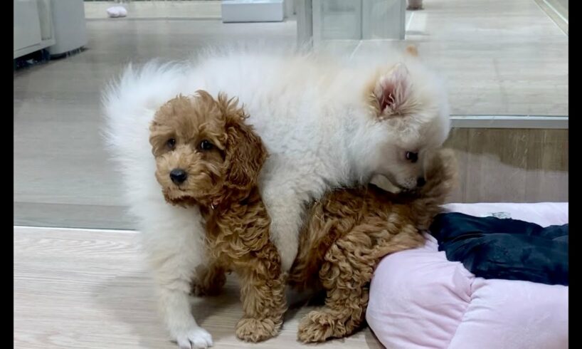 Cute Puppies play time in the pet shop #pets #puppy #dog #犬 #cachorro #anjing #cute #kawaii #real