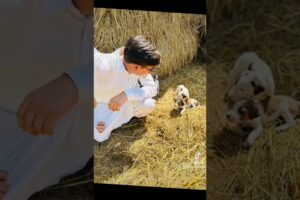 Cute Puppies 🥹 #pupies #pups #cutie #puppy #explore #song #pakistan #village