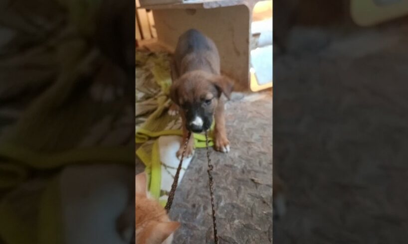 Cute Puppy 🐕 Rescue 😍#shorts #puppy #rescue #babypuppy #funnypuppy #fyp #viral #abandonedpuppy