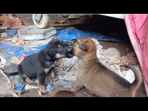 Cute puppies are kissing .