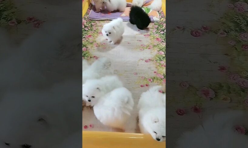 Cute puppies #cutepet #puppylovers #puppydog #shortvideo