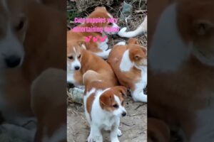 Cute puppies very entertaining sound 💕💕💕