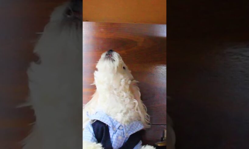 Dog Sings Along with Piano Player