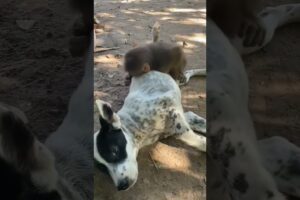 Dog With Monkey Playing #cute #like #share #animals #camel #cats #donkey #monkey #cat #shorts