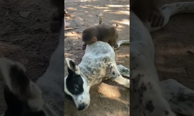 Dog With Monkey Playing #cute #like #share #animals #camel #cats #donkey #monkey #cat #shorts