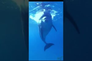 Dolphins are playing in the sea #shorts #shortvideo #dolphin #play #animals  #sea #cutebaby #pets