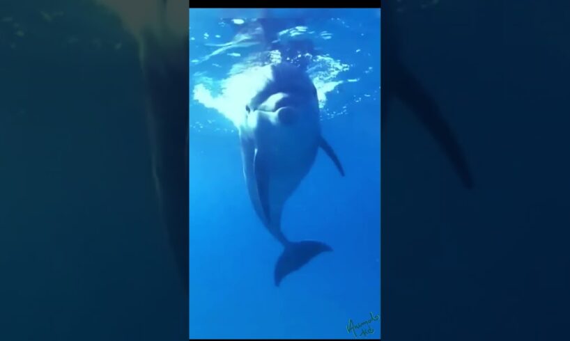 Dolphins are playing in the sea #shorts #shortvideo #dolphin #play #animals  #sea #cutebaby #pets