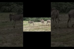 Donkey playing in the jungle #animals #pets #donkey #shortsvideo #gadha