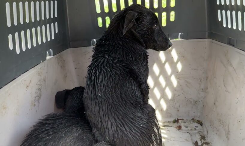 Fire Fighters Dumped Drowning Puppies At The Shelter Without Asking! - Takis Shelter