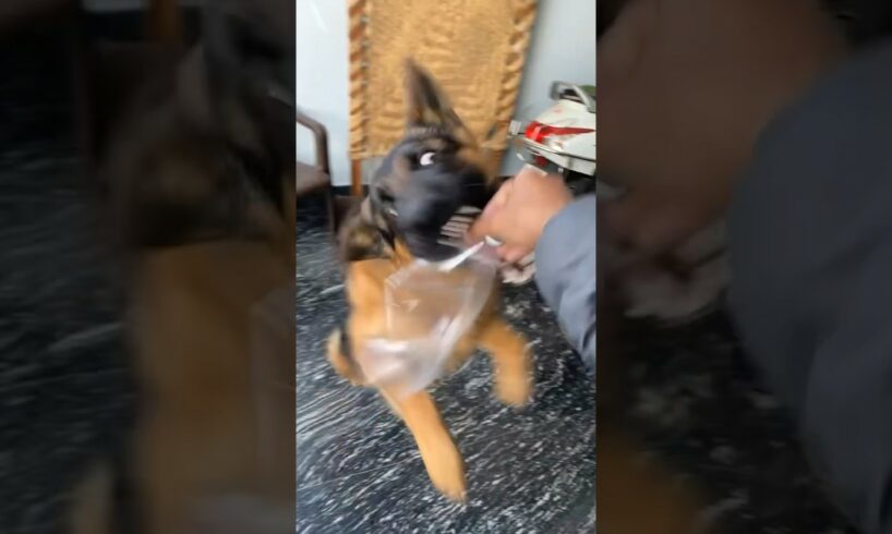 German shepherd playing stuff | German shepherd attack 😅 #dogshorts #ytshorts #gsd #shorts #animal